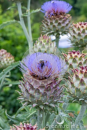 Cardoon Cynara cardunculus, purple flowers Stock Photo